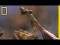 Predators and Prey on a Tree Branch