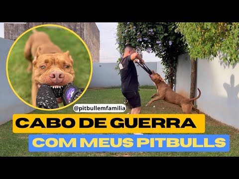 Brincando com os pitbulls e gastando a energia deles ! #pitbull #animais