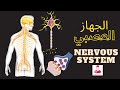 Nervous System Functions and Structures