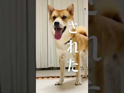自由を知った柴犬こむぎは訳も分からずに激しくあるじのステップを祝福した