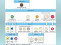 Immune System Cell Functions