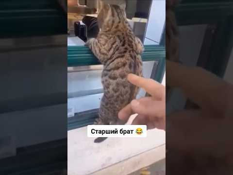 Старший брат вне очереди 😂 #приколысживотными #shortsvideo #shorts #cat