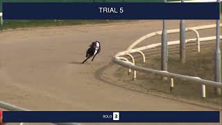 Newcastle Trials on 14th April 2026