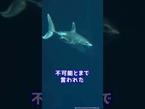 ホホジロザメがどこの水族館にもいないのはなぜ？