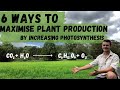 Photosynthesis and Plant Health Concepts