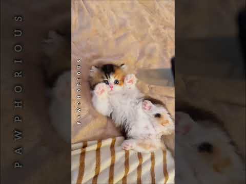 Kitten get confused by fake knife ๐ธ
