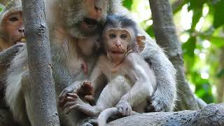 Adorable Newborn Monkey Midday Rest #animals