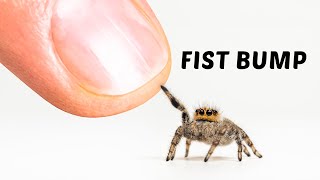 The Journey of Making Friends With a Tiny Spider