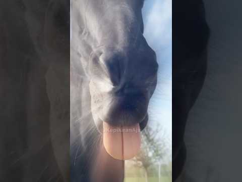 kenapa kuda bisa lupa narik lidahnya balik? kok melet teruss๐๐ญ