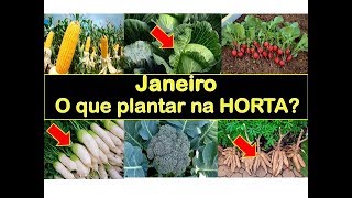 O que plantar em JANEIRO com sucesso na HORTA? (Incrível)