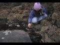 Oregon Coast Tide Pool Adaptations