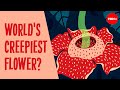 Rafflesia: The World's Largest Flower