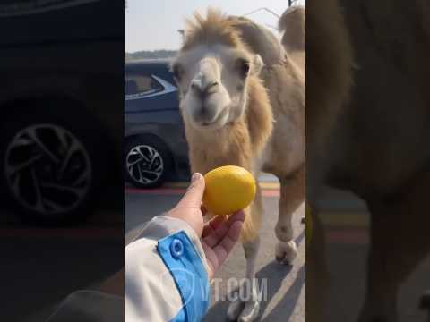 Camel Bites Into a Lemon and Instantly Regrets Everything 🍋🐫