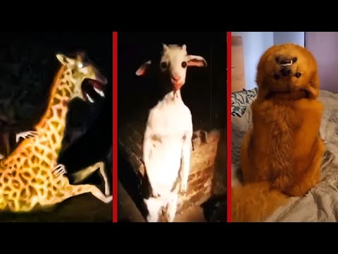 RECOPILACIÓN: Animales Actuando COMO HUMANOS & EXTRAÑOS