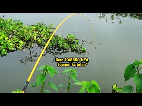 Gara gara banjir ikan mas nya sampai ke jalan jalan