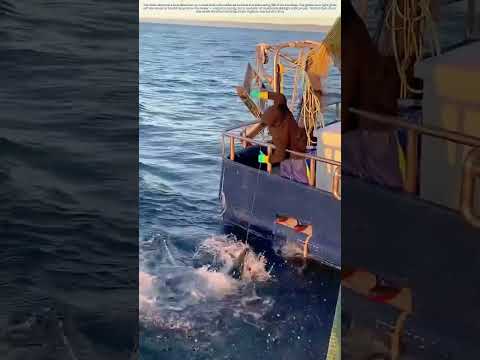 Reeling in the Deep Blue: Why This Fisherman’s Catch Matters More Than the Size