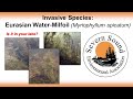 Eurasian Water Milfoil Impact and Control