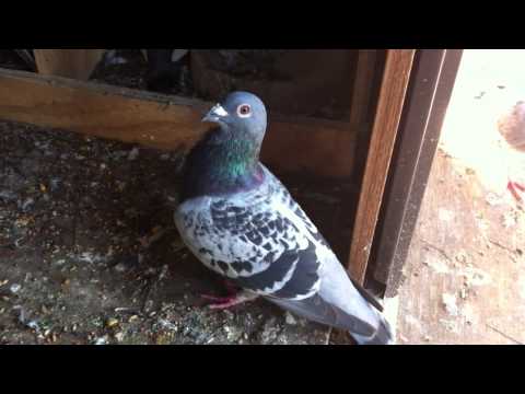 Craigslist Homing Pigeons For Sale - 08/2021