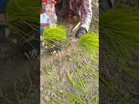 ประเทศเพื่อนบ้านเขาปลูกแบบนี้ #สาระ #ความรู้ #fyp #funny #เกษตรยุคใหม่ #diy