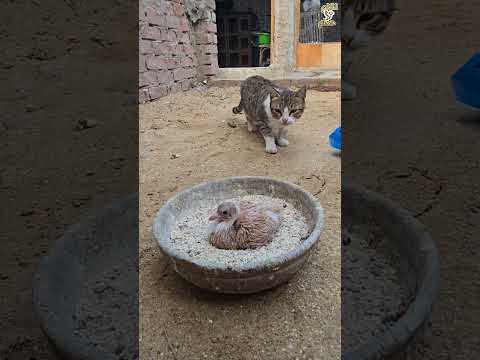 😮🐈