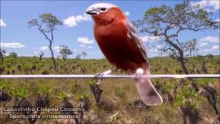 PÁSSAROS AMEAÇADOS DE EXTINÇÃO PARTE 04