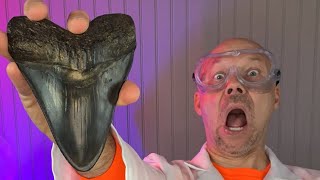 Meg tooth