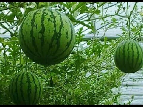 ازرع البطيخ  فى البيت