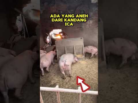 Ada Sesuatu Yang Aneh Dari Kandang Babi Ini #shortsfeed #shortsviral #shortvideo #respectmoments