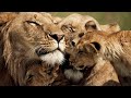 Mwamba Pride Lion Behavior and Dynamics