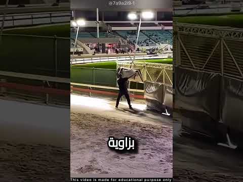 ما سر سباقات السلوقي؟؟ #shortvideo