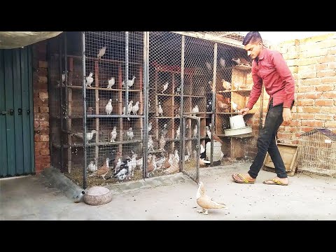 New Setup kabouter k lye ghar banana How to make pigeon house with Bricks & Cement Final Part