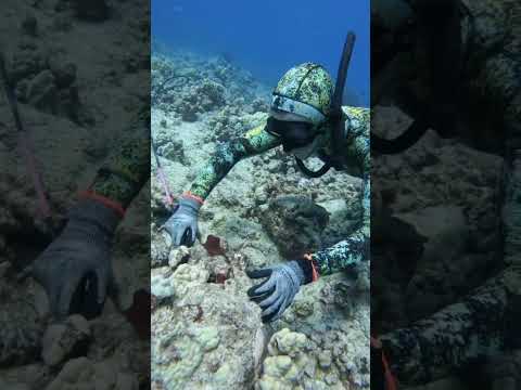 Amazing Fishing Deep sea #shorts #viral #reels