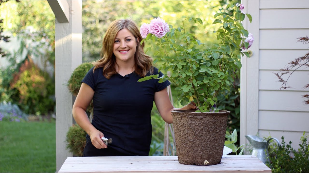 How to Deadhead Roses #9