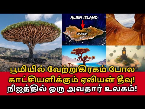 Socotra Alien Island! பூமியில் வேற்றுகிரகம் போல காட்சியளிக்கும் ஏலியன் தீவு! ஒரு அவதார் உலகம்!