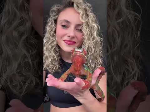 Sprinkles is not a fan of crickets 😔🦗🐛💙 #chameleon #lizard #reptile #pantherchameleon #chameleons