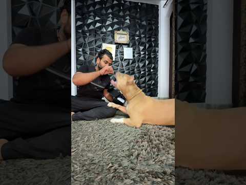 Kya Bully bewafa ho jayga ? 🌚😭  #amanandbully #pitbulldog