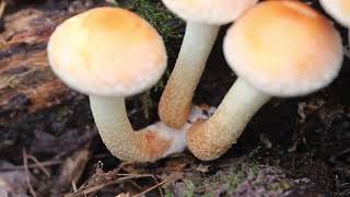Novemberpilze 2025 : Der ziegelrote Schwefelkopf, Hypholoma lateritium