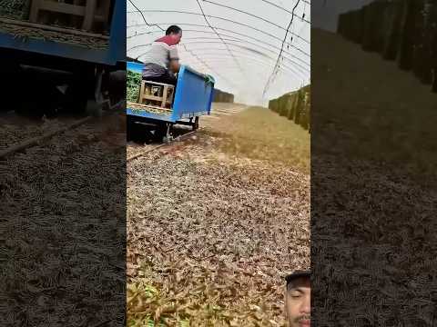 โรงเรือนเลี้ยงตั๊กแตน