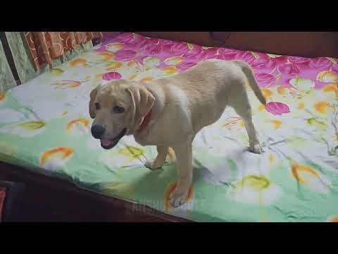 Labrador puppy playing on the bed 🐕❤️ labrador retriever  funny video ❤️🐶