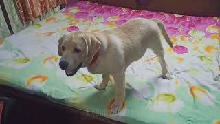Labrador puppy playing on the bed 🐕❤️ labrador retriever  funny video ❤️🐶