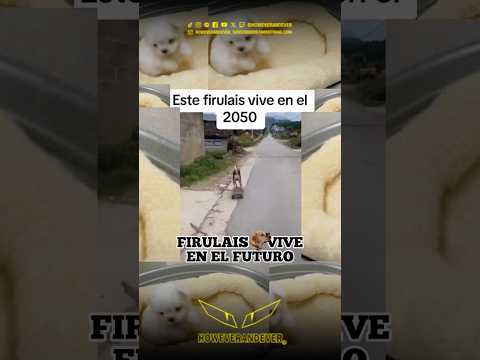 Firulais vive en el futuro