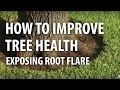 Tree Health and Care Concepts