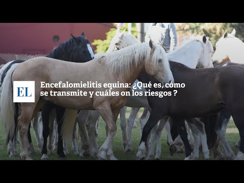 ENCEFALOMIELITIS EQUINA: ¿QUÉ ES, CÓMO SE TRANSMITE Y CUÁLES SON LOS ...