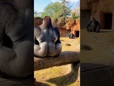 Gorilla Didn’t See It Coming… 😂💥 #funny #babygorilla #gorillaprank #gorillareaction #zoolife #baby