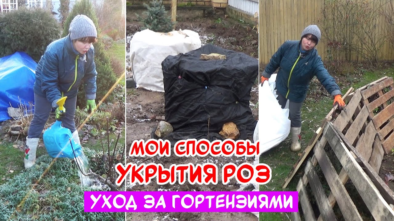 Последние ДЕЛА в САДУ. Мои способы УКРЫТИЯ РОЗ. Чем обработать розы на зиму? ВЛОГ
