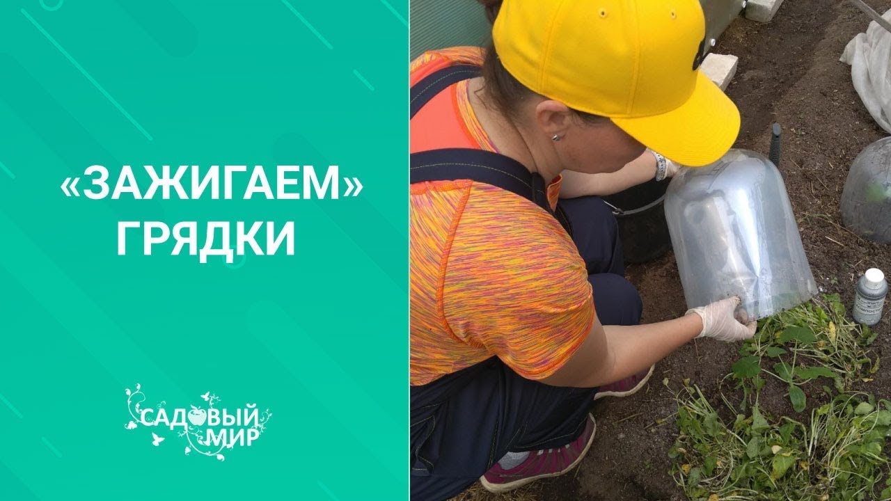 ЗАЖИГАЕМ ГРЯДКИ для ранних кабачков. Чем заправить лунку перед посадкой