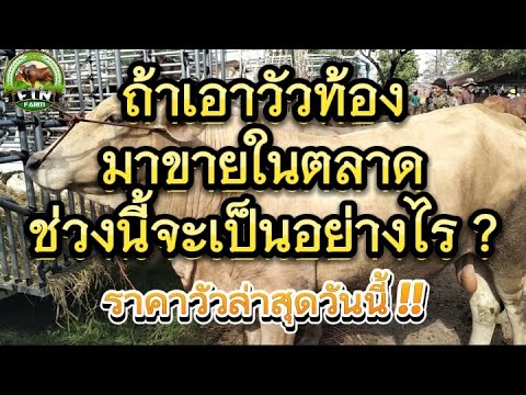 ถ้าเอาวัวท้องมาขายในตลาดช่วงนี้จะเป็นอย่างไร ? ราคาวัวล่าสุดวันนี้ถ้าเปรียบกับนัดที่แล้วเป็นอย่างไร