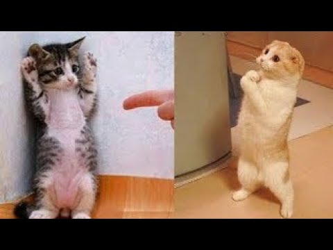 Wow! Funniest and cutest cats🐈|| cat #CristianoRonaldo #URCristiano