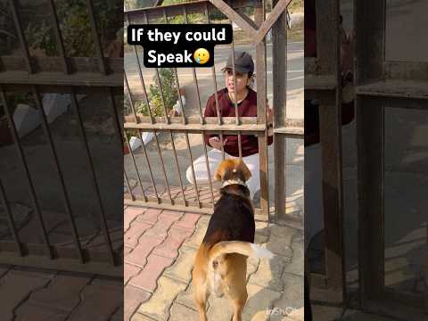 Dogs too have emotions🥹🥲(PART-2)#shorts #explore #funny #beagle #video #viralshort
