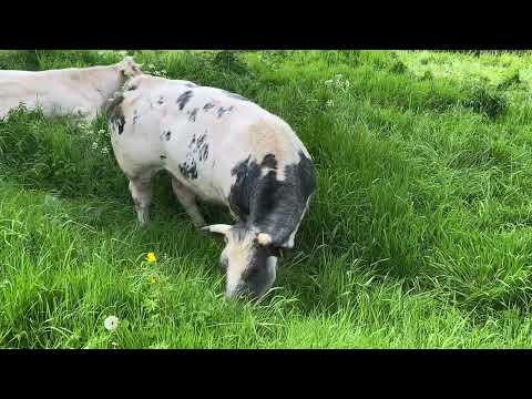 Cow eating food and looking at the camera #cow #cows #cowvideos #cowvideo #cowlover  #coweating